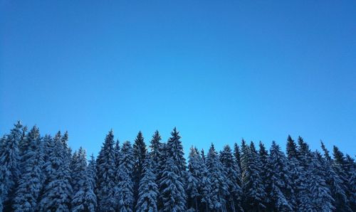 Low angle view of trees in forest against clear blue sky