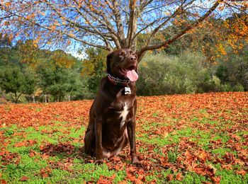 Dog sitting in park during autumn