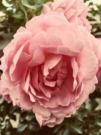 Close-up of pink rose