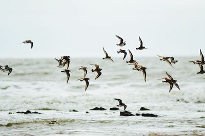 Seagulls flying over sea against clear sky