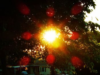 Low angle view of trees