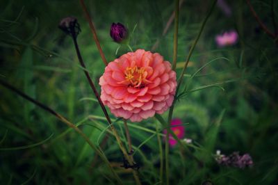 Close-up of pink flowers