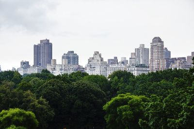 Trees in city against sky