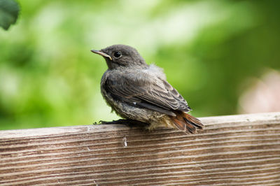 Close-up of bird perching on wooden roof