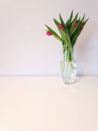Close-up of flowers over white background