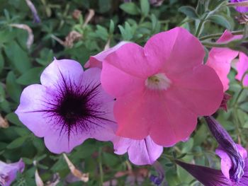 Close-up of pink flowers blooming outdoors