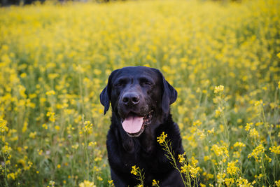 Beautiful black labrador sitting outdoors in yellow flowers meadow background. spring time