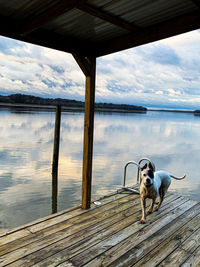 Dog standing on wooden pier