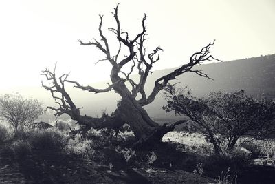 Bare trees against sky