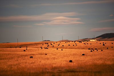 View of sheep on field against sky