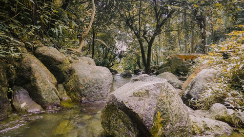 Stream flowing through rocks in forest