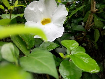 Close-up of flower blooming outdoors