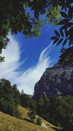 Low angle view of trees against sky