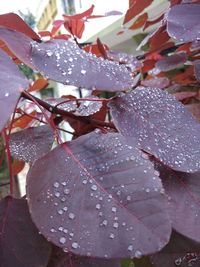 Close-up of water drops on leaves