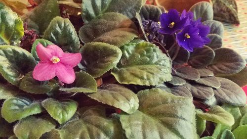 Close-up of purple flowers