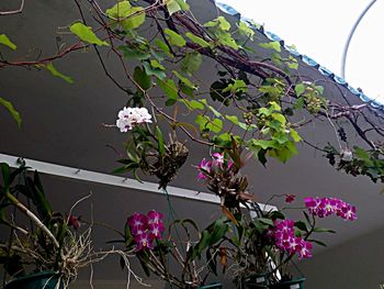 Close-up of pink flowering plant against sky