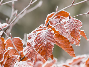 Close-up of frozen plant