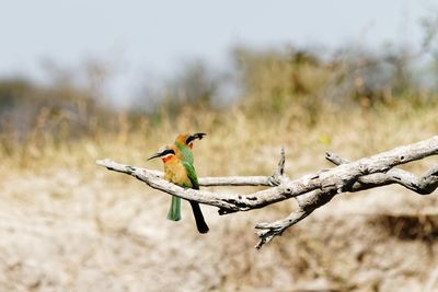 Close-up of bird perching on branch