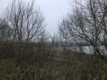 Bare trees in forest