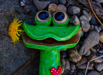 Close-up of frog on rock