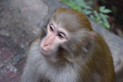 Portrait of monkey