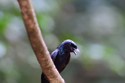 Close-up of bird perching on branch