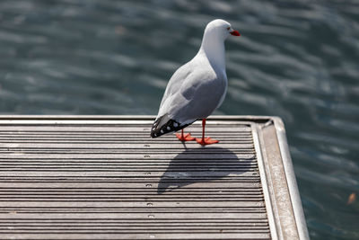 Seagull perching on railing