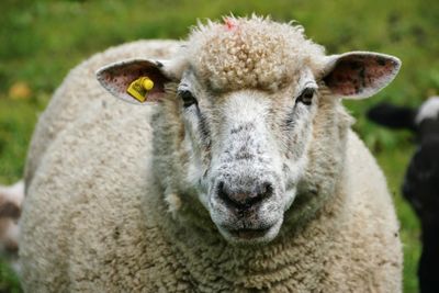 Portrait of sheep