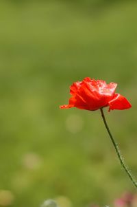 Close-up of red rose flower