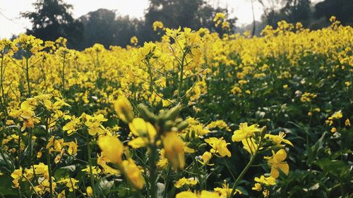 Yellow flowers in field