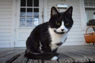 Portrait of cat sitting on wall