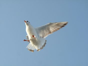 Low angle view of seagulls flying in sky