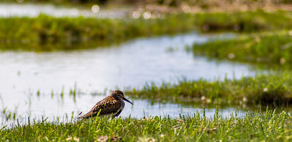 Duck on a lake