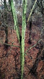 Full frame shot of plants