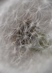 Close-up of dandelion on white flowering plant