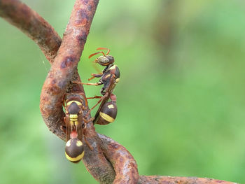 Close-up of bees on rusty metal