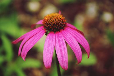 Close-up of purple coneflower blooming outdoors