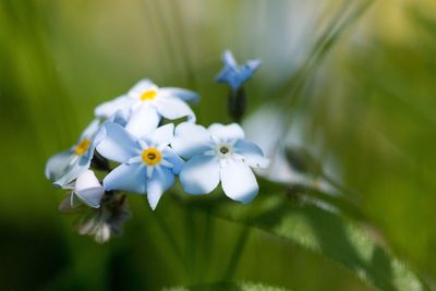 Close-up of small blue flowers blooming