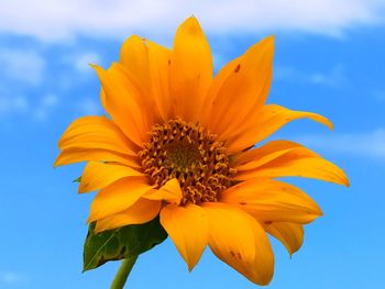 Low angle view of yellow flowering plant against sky