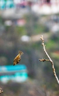 Close-up of a bird flying