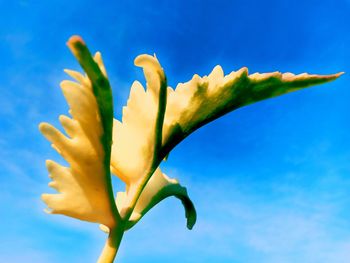 Close-up of yellow flower against blue sky