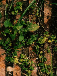 Close-up of ivy growing in forest