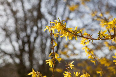 Low angle view of yellow flowering plant