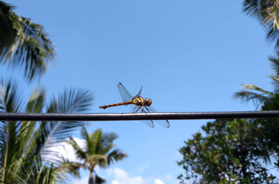 Low angle view of insect on plant against sky