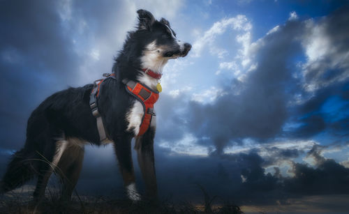 Low angle view of dog standing on land against sky