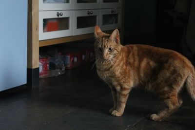 Ginger cat standing on floor at home