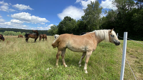 Horses on a field