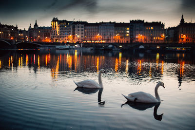 Swans swimming in river