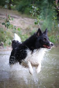 Black dog running in water