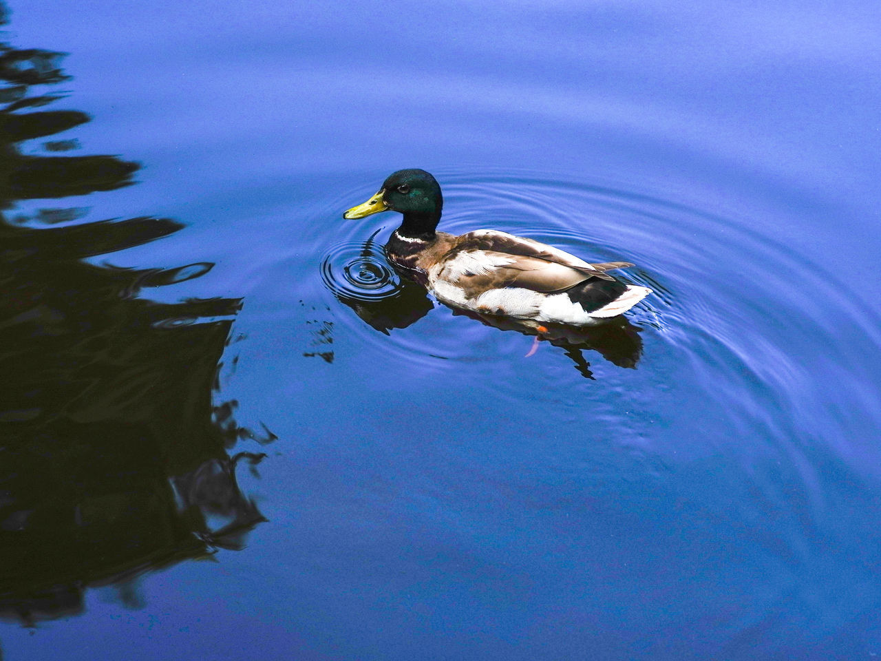 HIGH ANGLE VIEW OF DUCKS SWIMMING IN LAKE